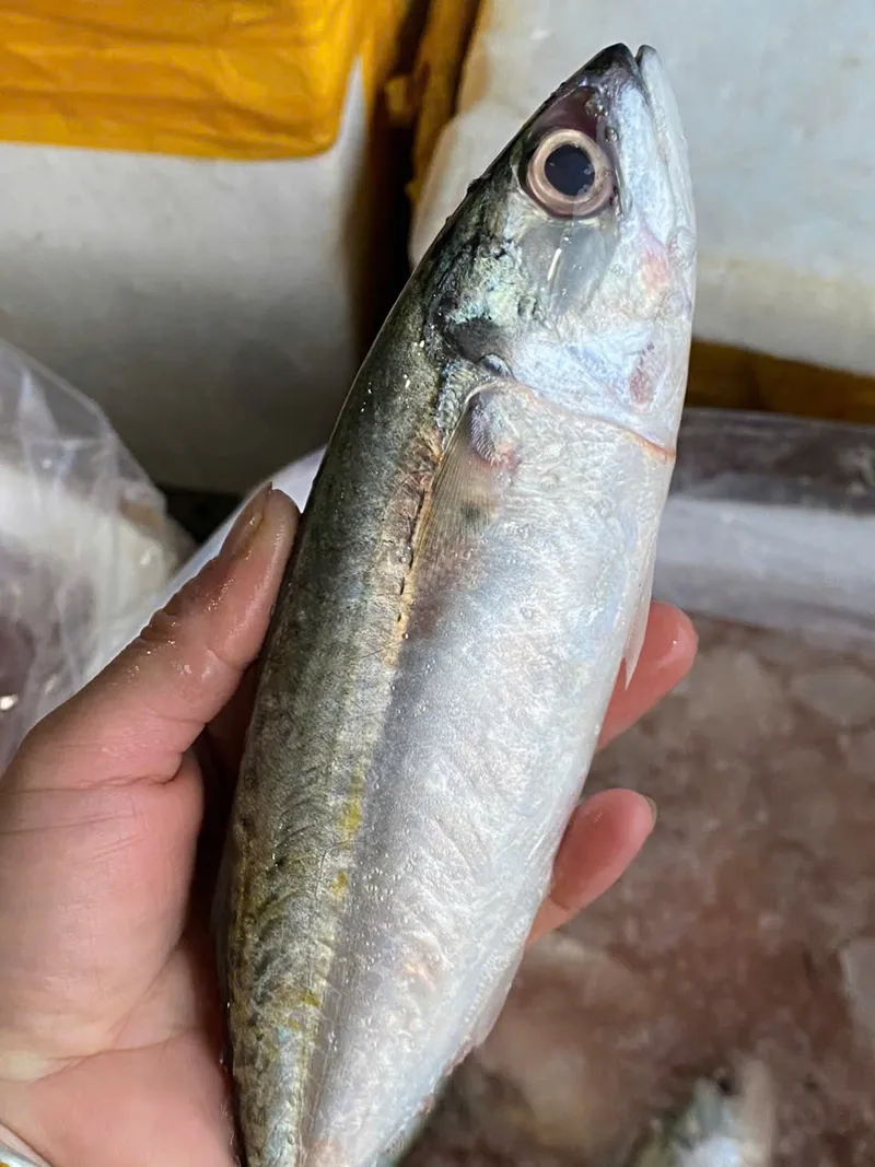 Cá bạc má